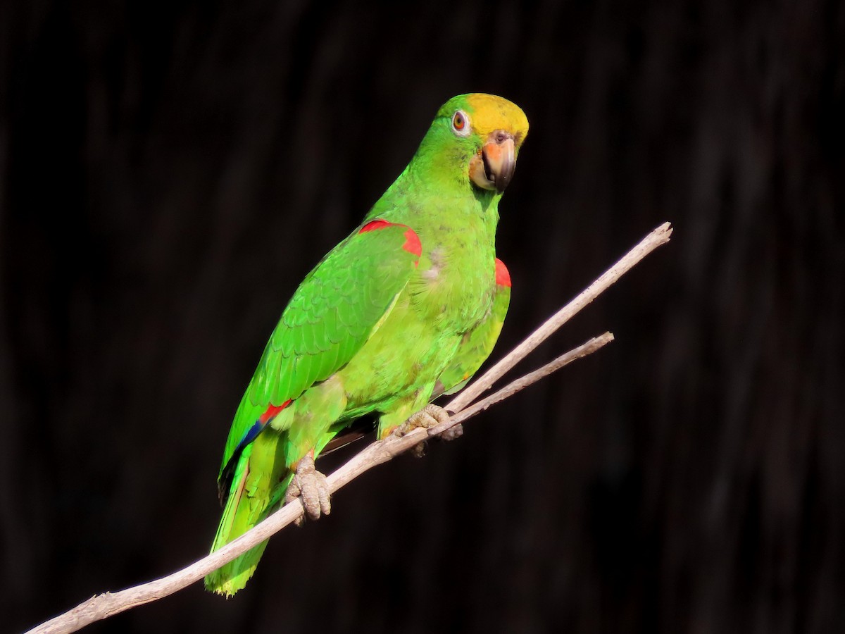Amazona Real - ML634955128