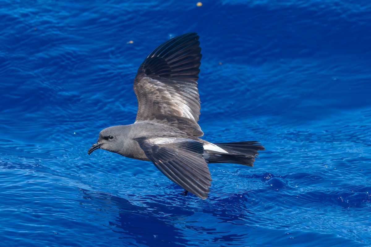 Leach's Storm-Petrel - Marcus Kelly
