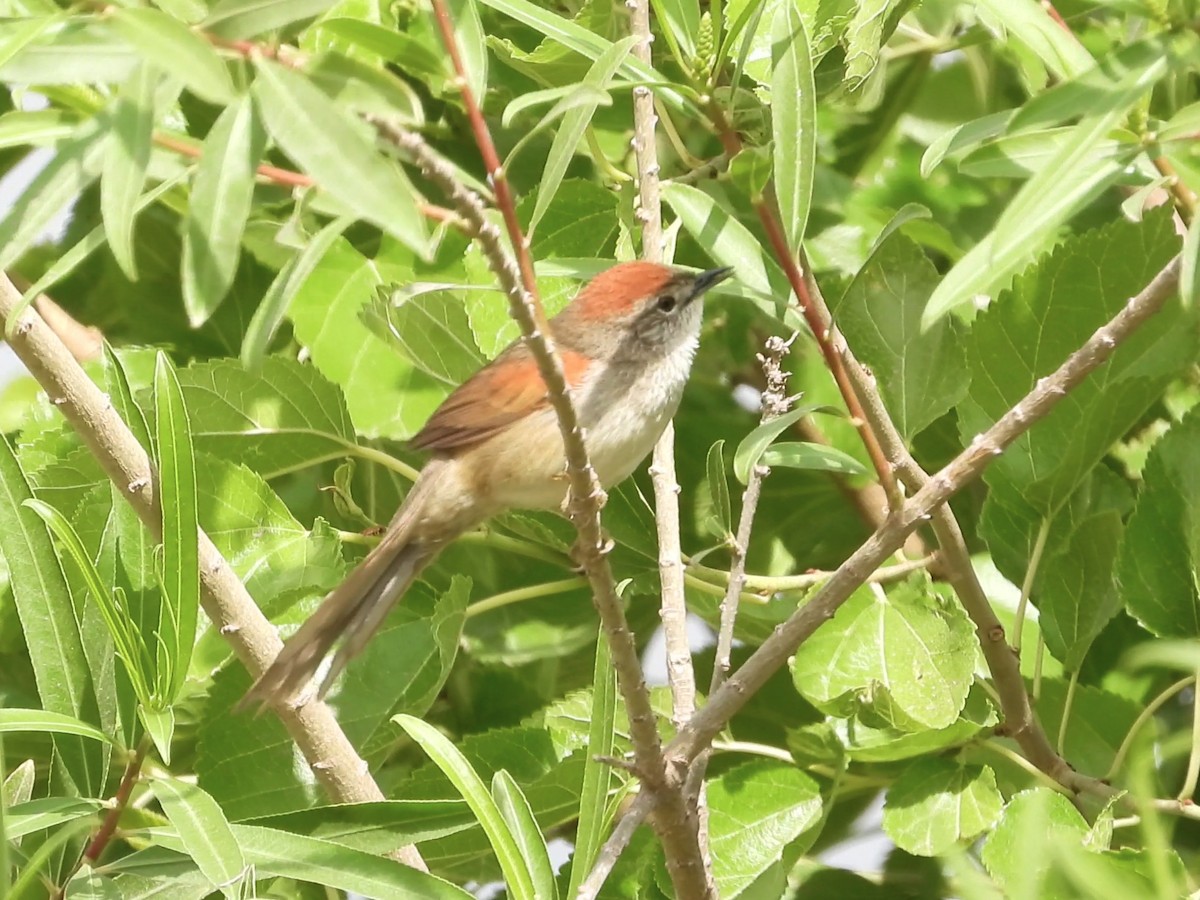 Pale-breasted Spinetail - ML634955386