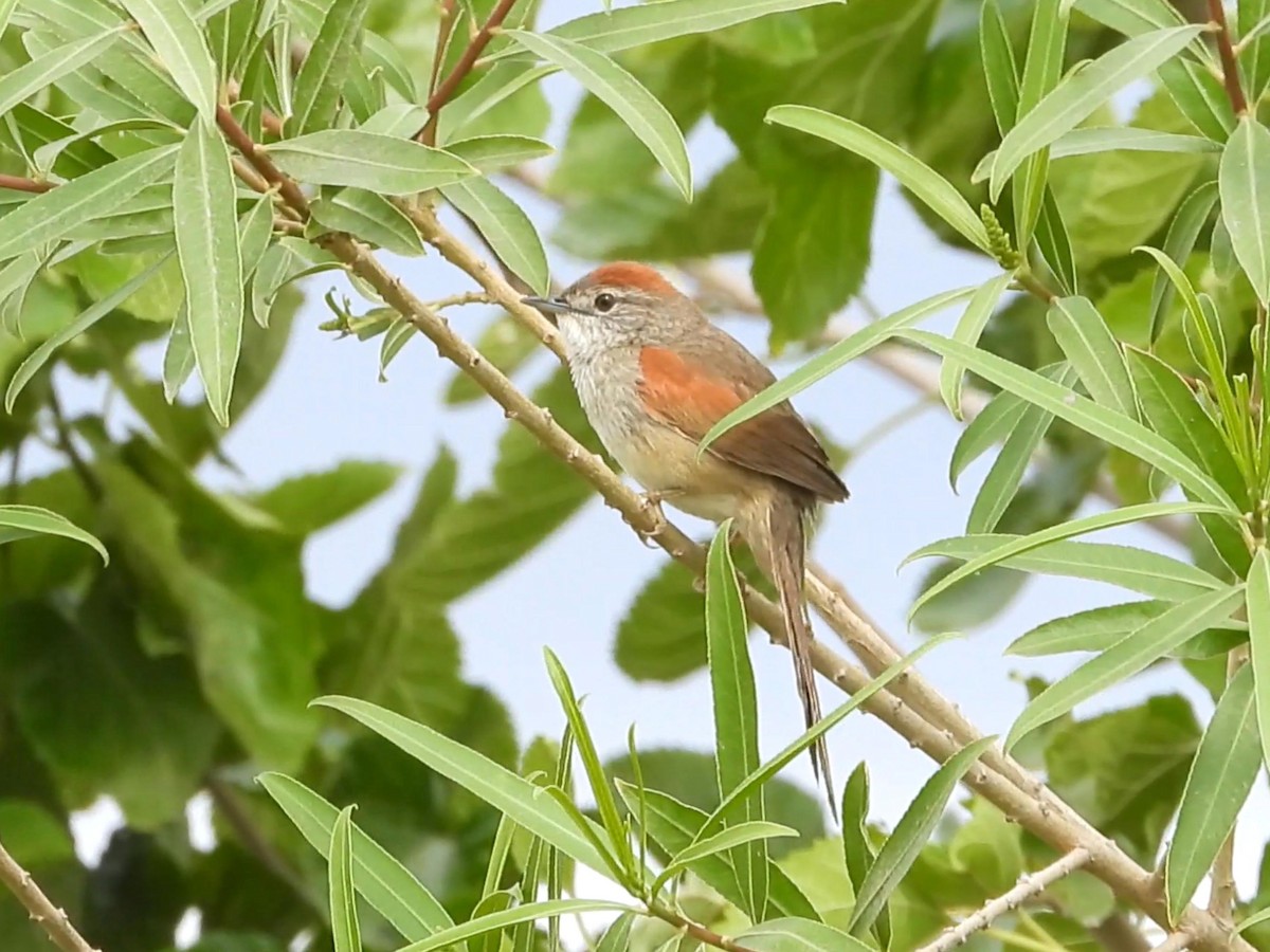 Pale-breasted Spinetail - ML634955387