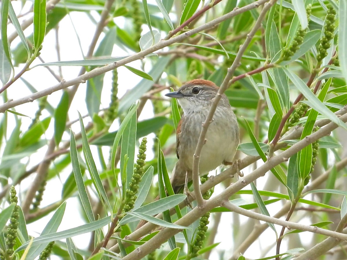 Pale-breasted Spinetail - ML634955388