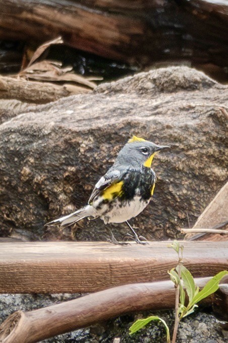 Yellow-rumped Warbler (Audubon's) - ML634955438