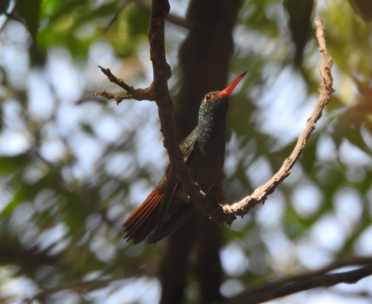 Rufous-tailed Hummingbird - ML634955466