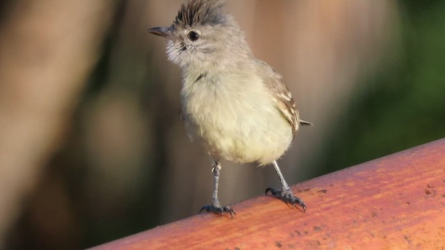 Southern Beardless-Tyrannulet - ML634955503