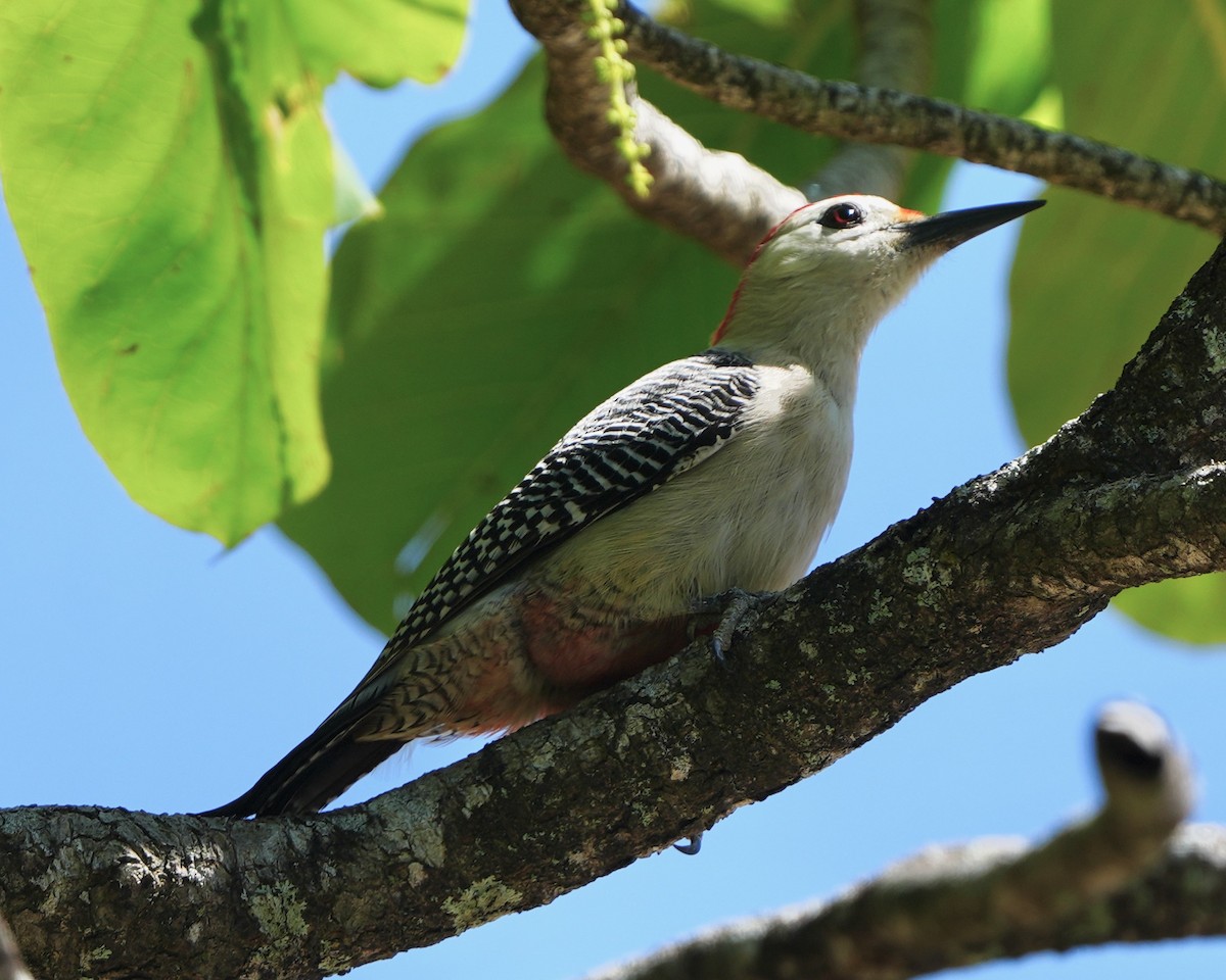 Golden-fronted Woodpecker - ML634955510