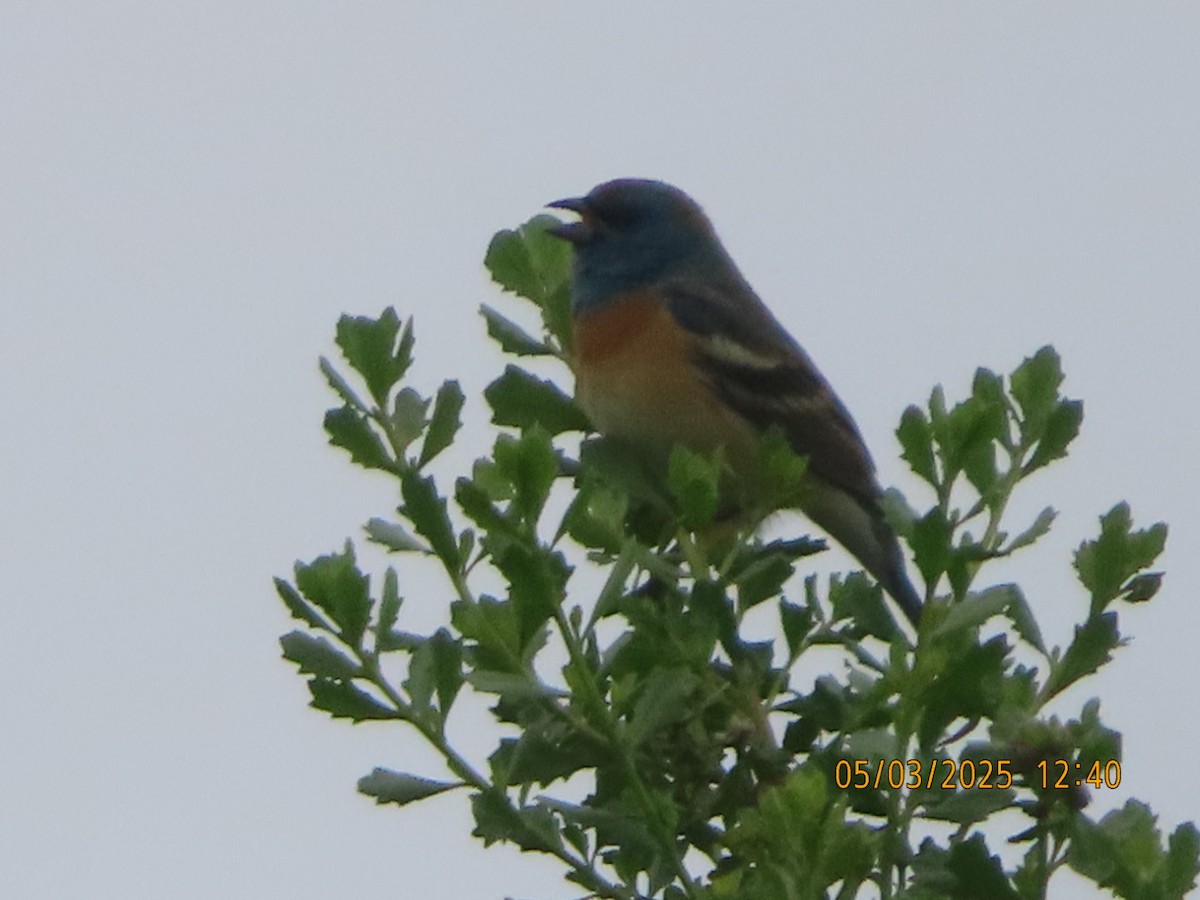 Lazuli Bunting - ML634955519