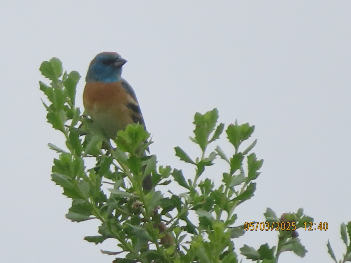 Lazuli Bunting - ML634955520