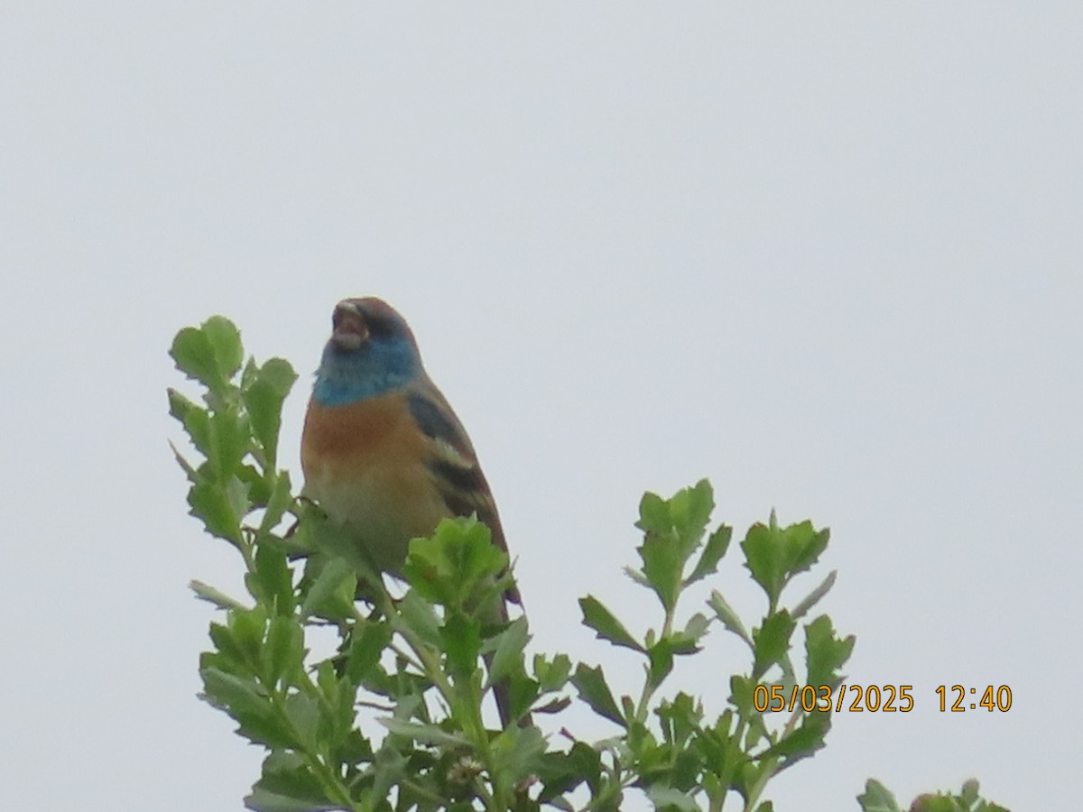Lazuli Bunting - ML634955521