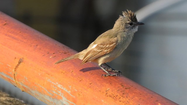 Southern Beardless-Tyrannulet - ML634955526