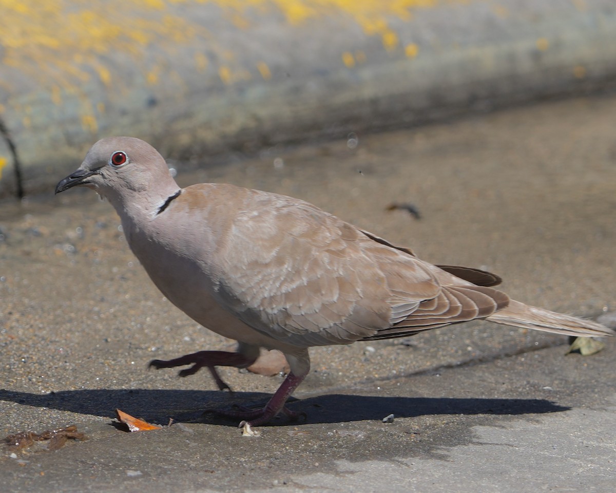 Eurasian Collared-Dove - ML634955537