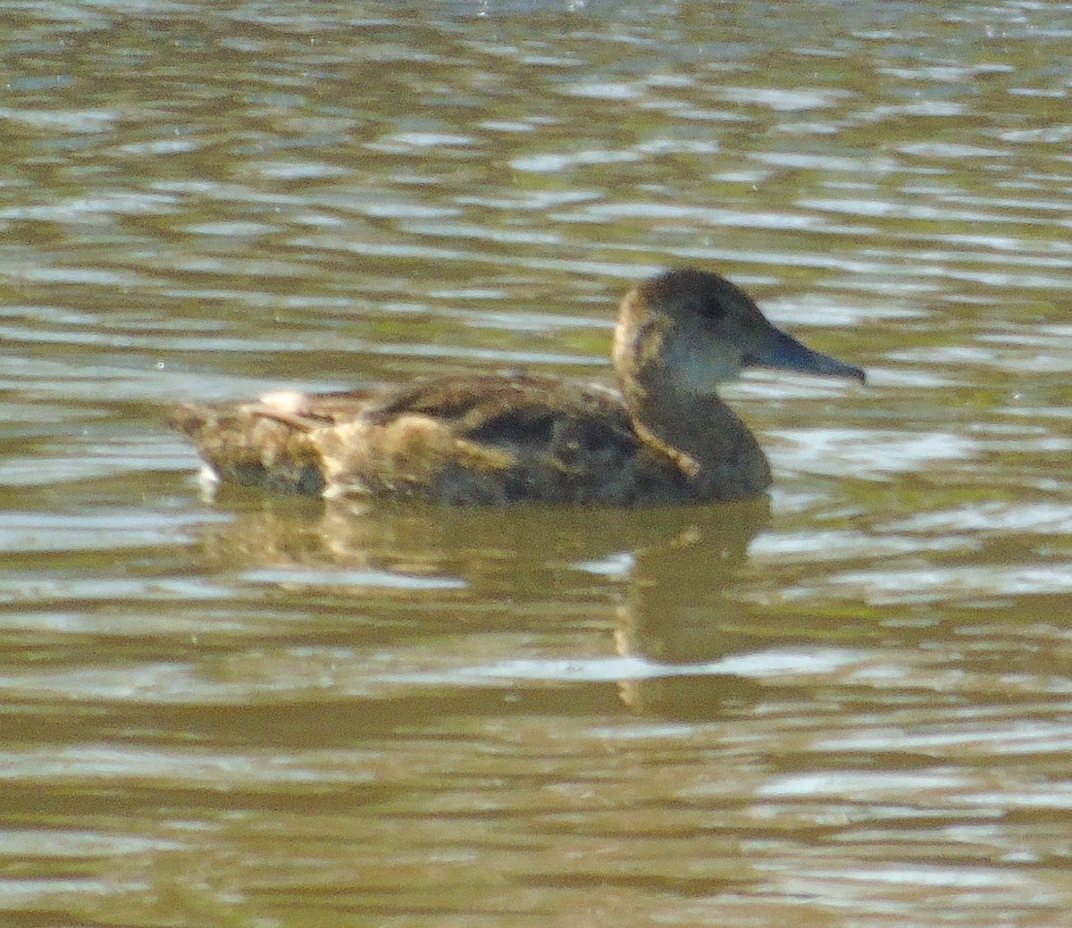 Black-headed Duck - ML634955576