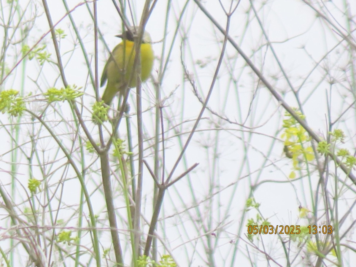 Common Yellowthroat - ML634955600