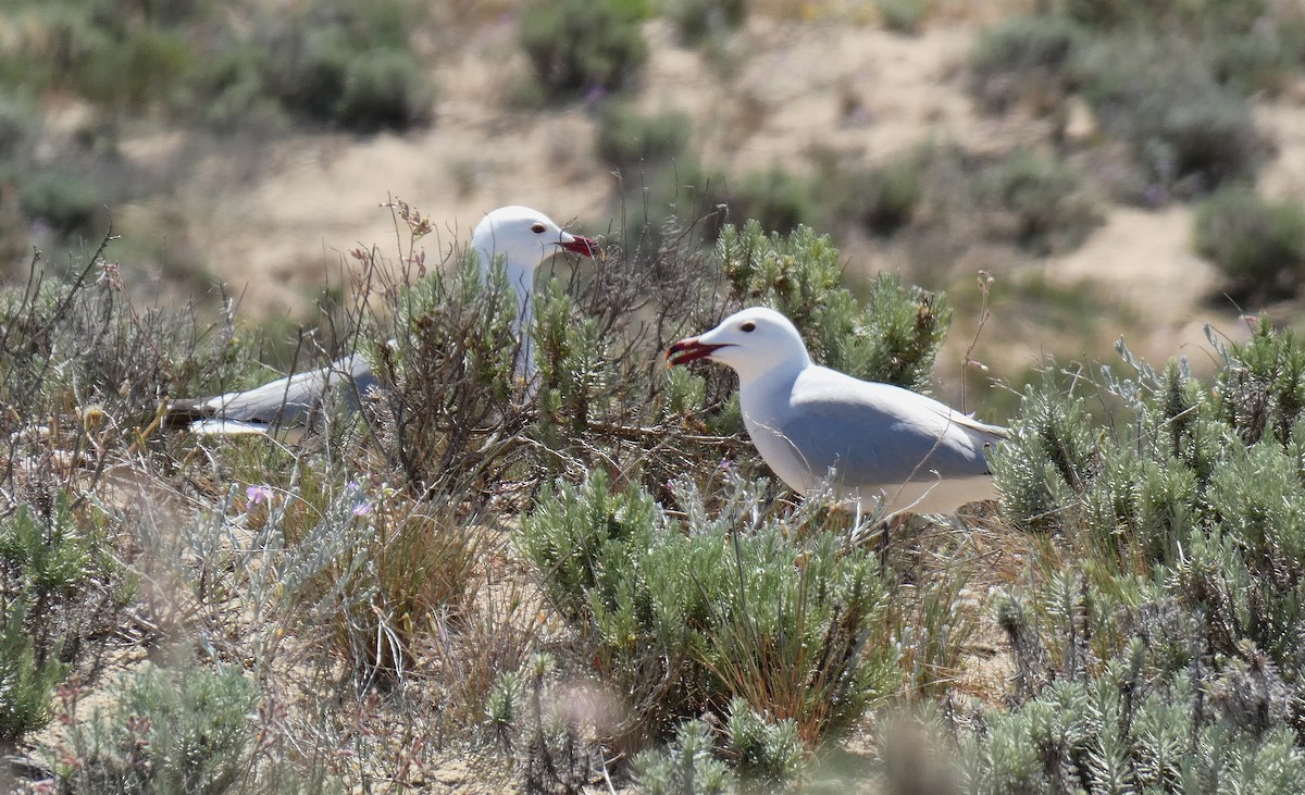 Audouin's Gull - ML634955639