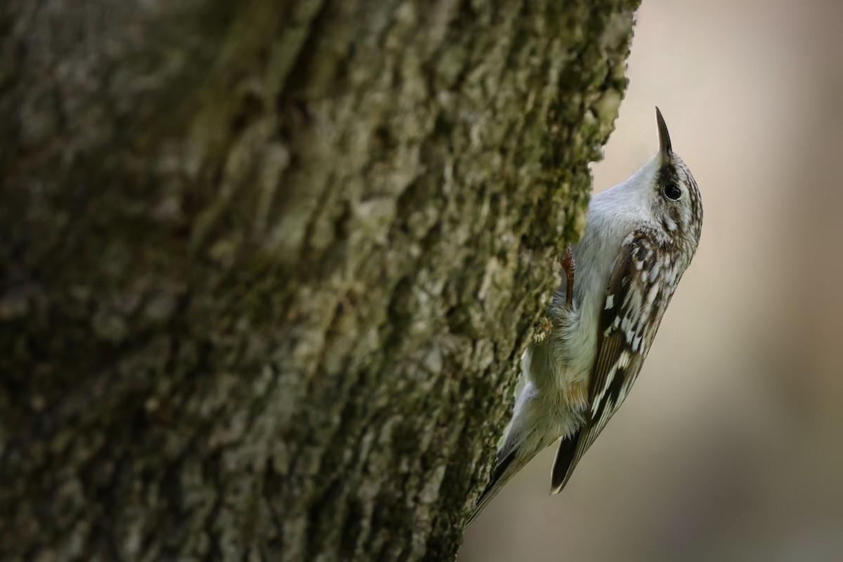 Brown Creeper - ML634955666