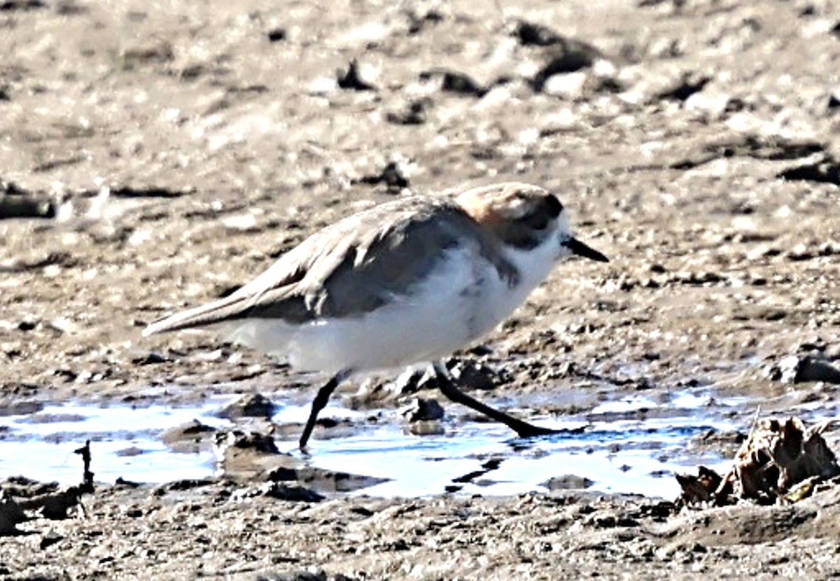 Puna Plover - ML634955847