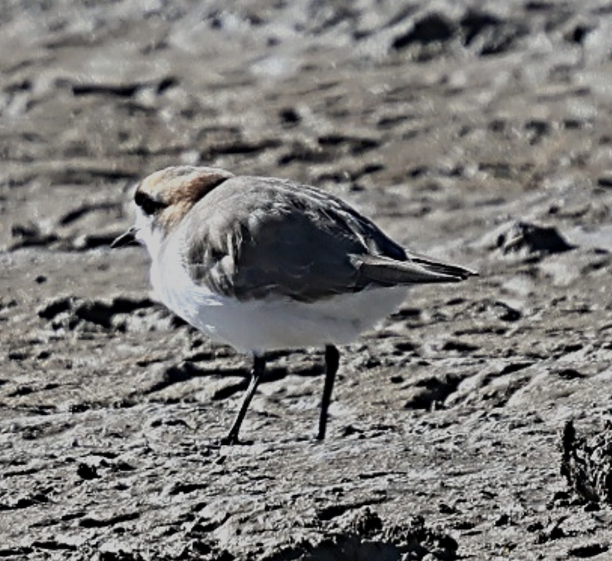 Puna Plover - ML634955853