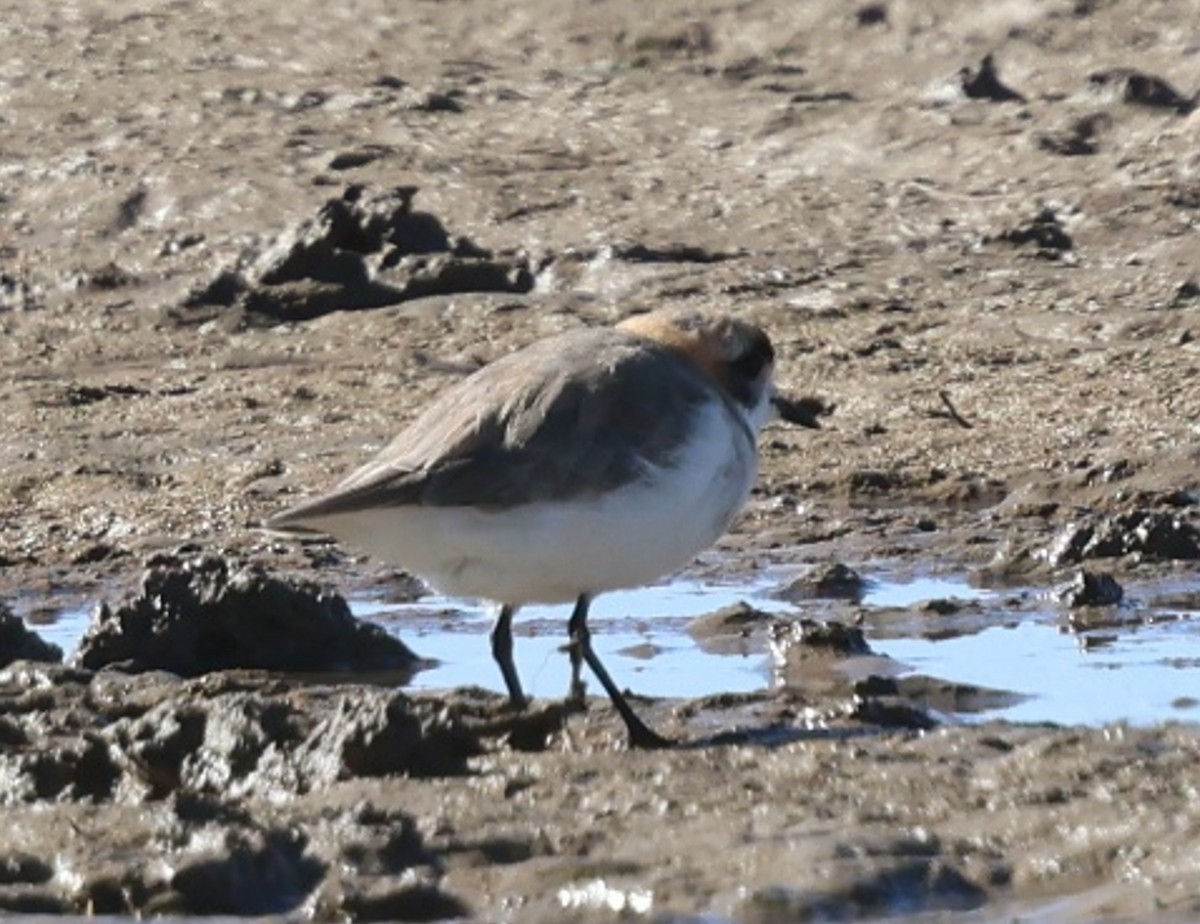 Puna Plover - ML634955859