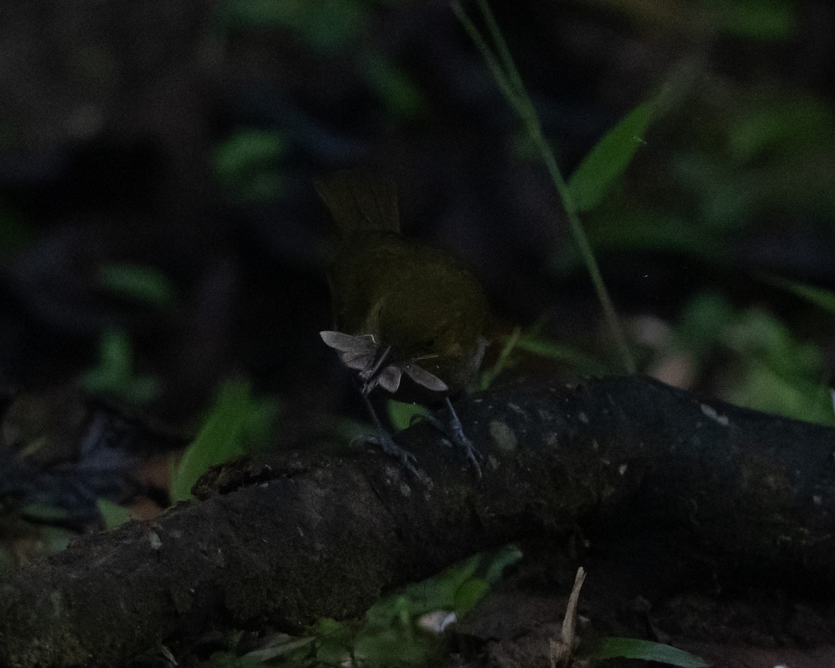 Ochre-breasted Tanager - ML634955874