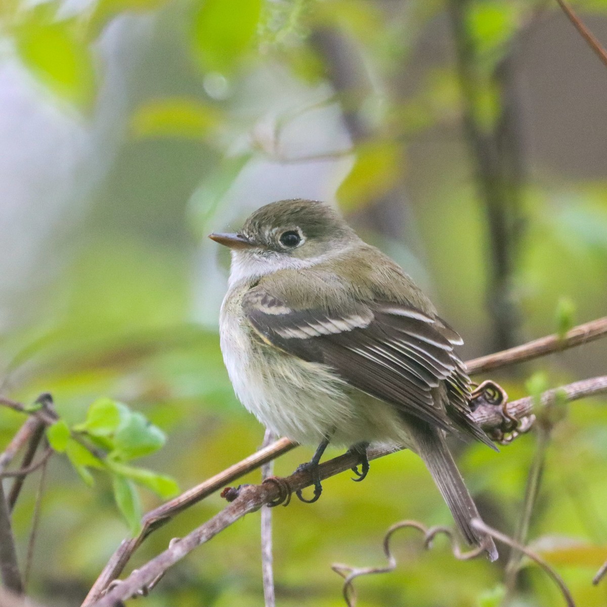 Least Flycatcher - ML634955886