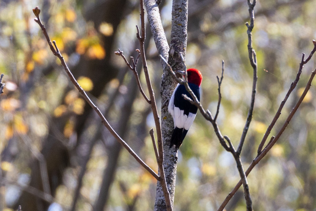 Red-headed Woodpecker - ML634955984