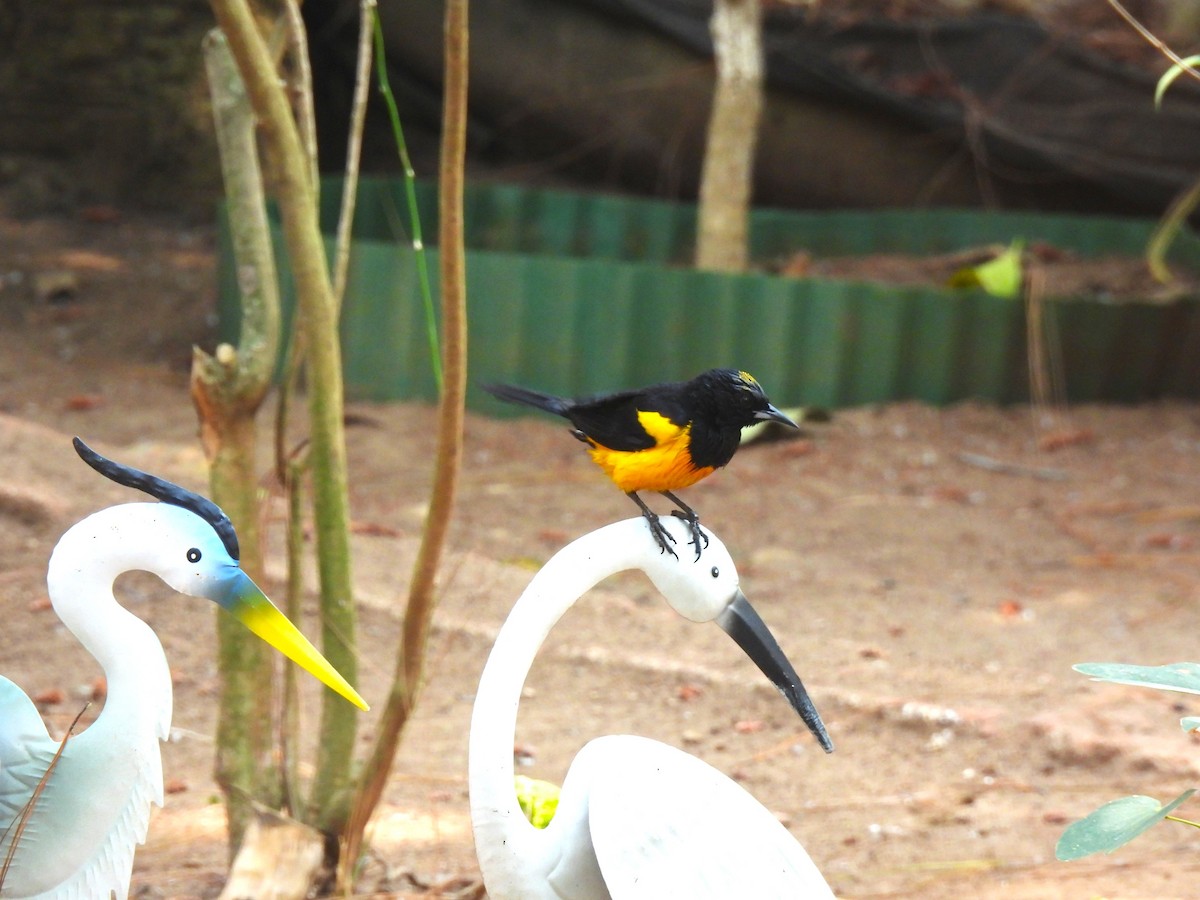 Black-vented Oriole - ML634956017