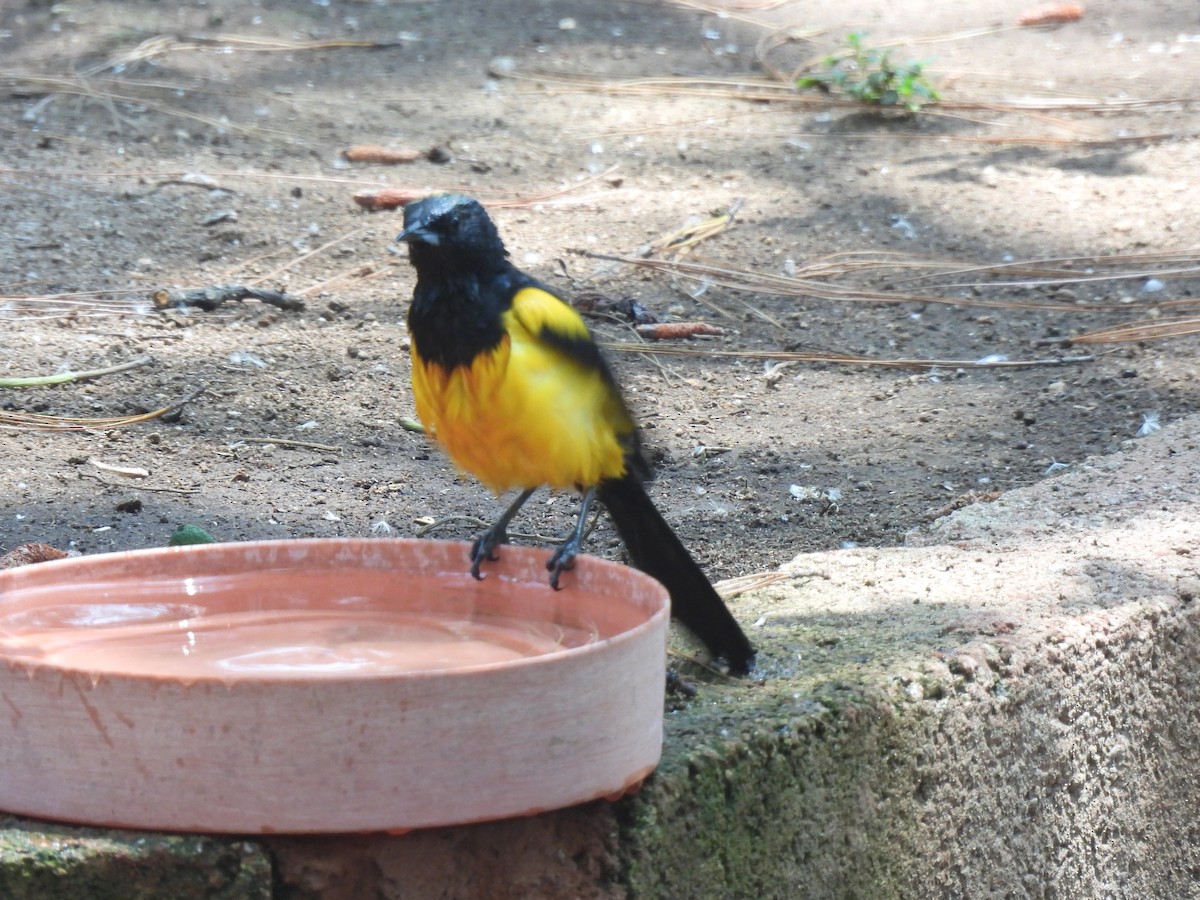 Black-vented Oriole - ML634956018