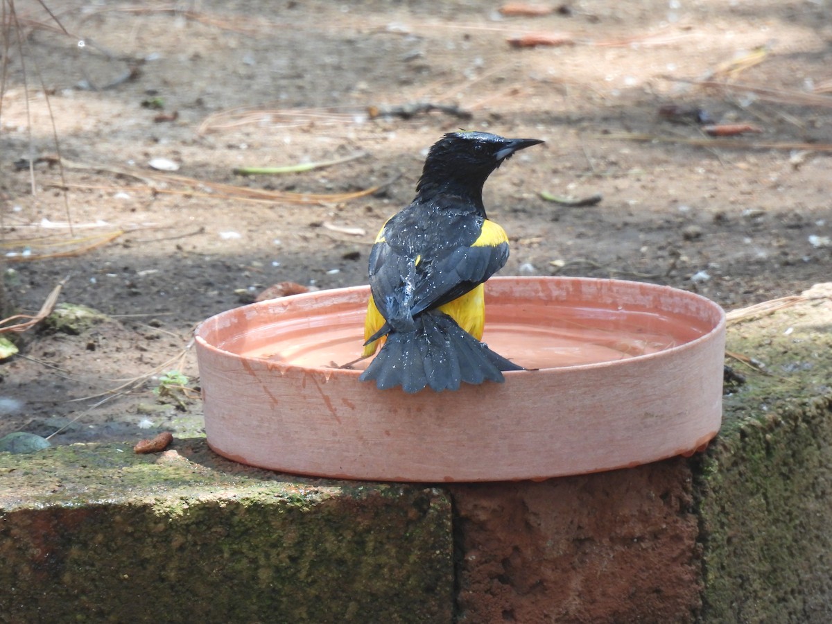 Black-vented Oriole - ML634956019