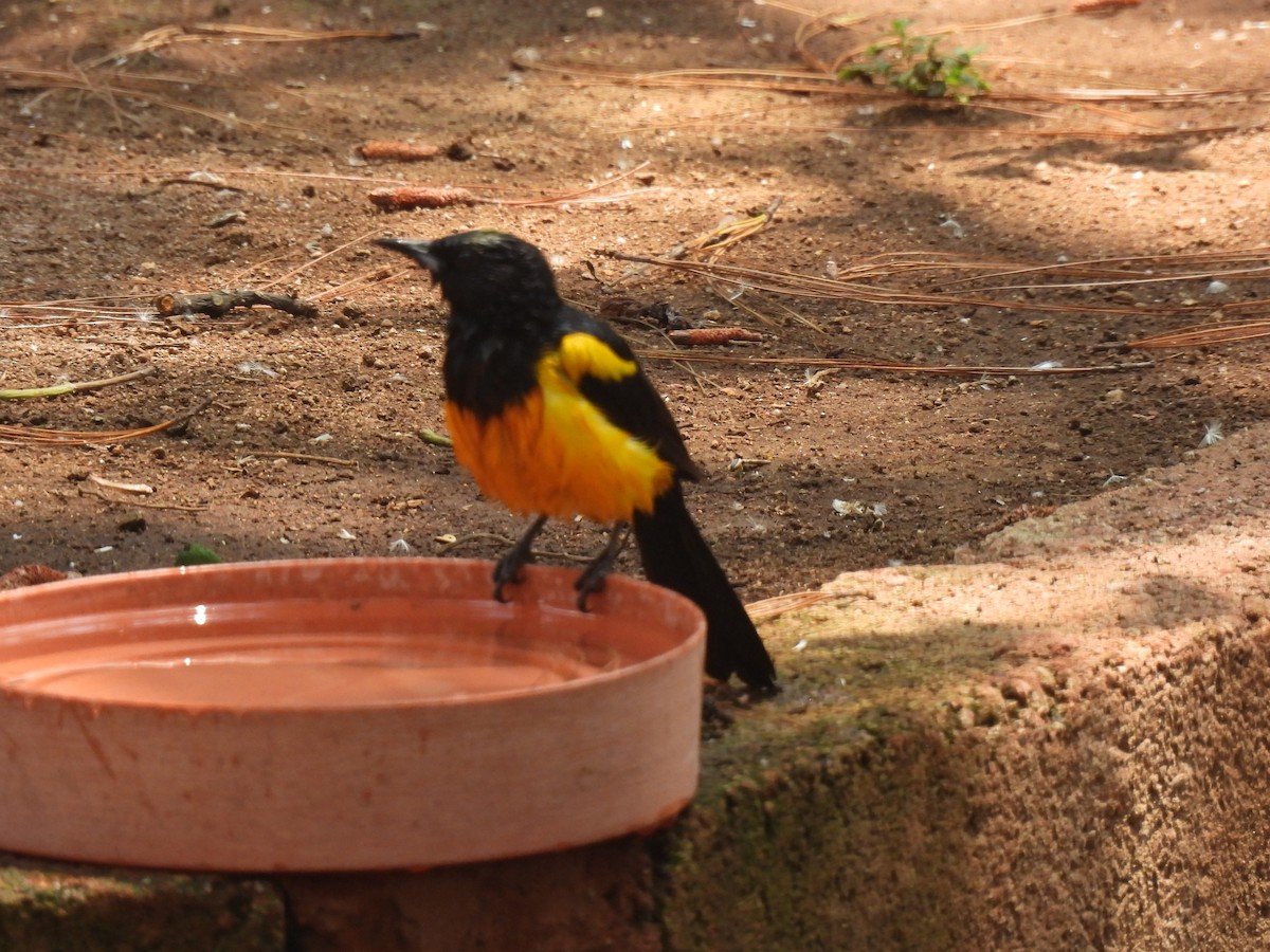 Black-vented Oriole - ML634956020