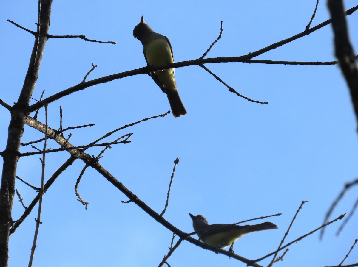 Great Crested Flycatcher - ML634956048