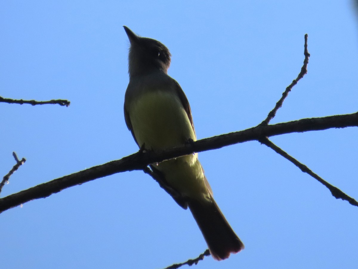 Great Crested Flycatcher - ML634956049