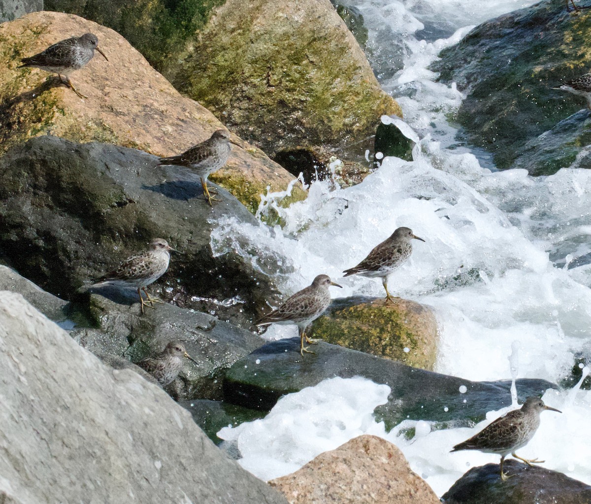Purple Sandpiper - ML634956110