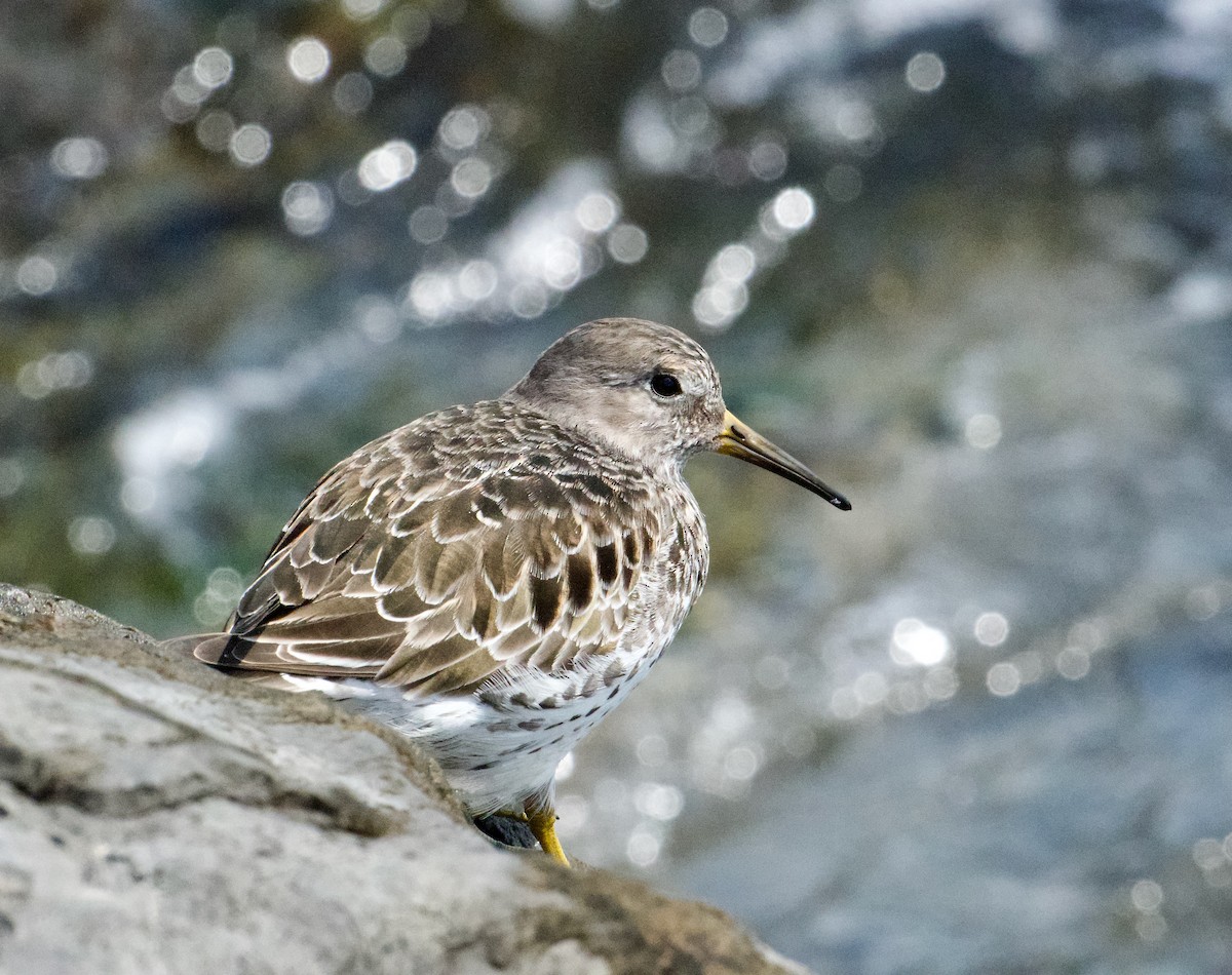 Purple Sandpiper - ML634956111