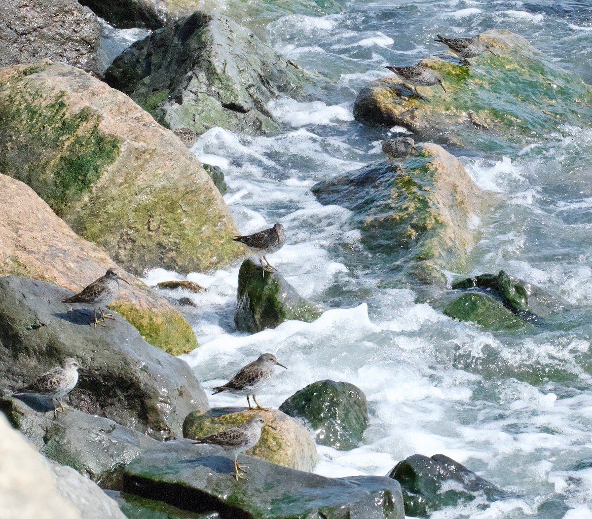 Purple Sandpiper - ML634956112