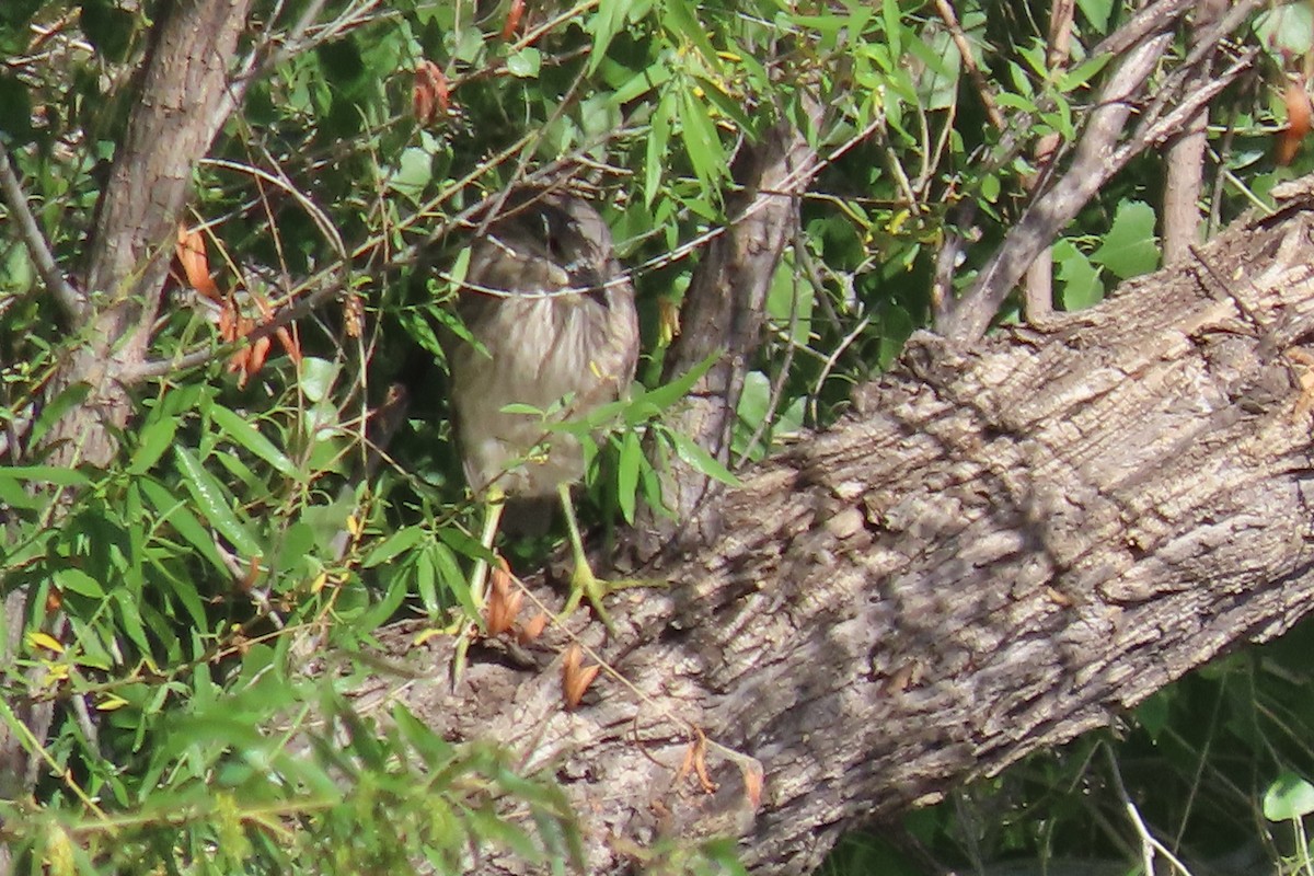 Black-crowned Night Heron - ML634956267