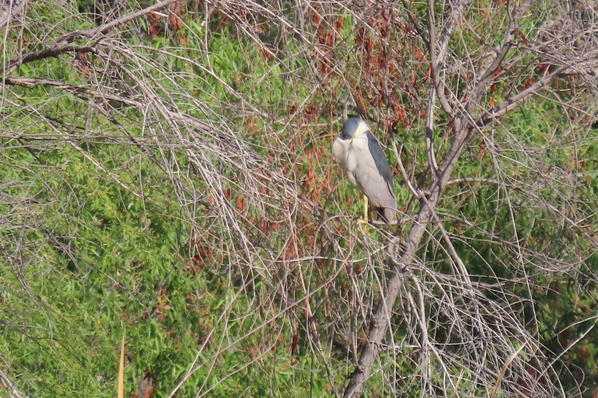 Black-crowned Night Heron - ML634956268