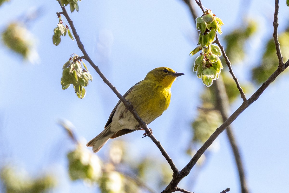 Pine Warbler - ML634956370