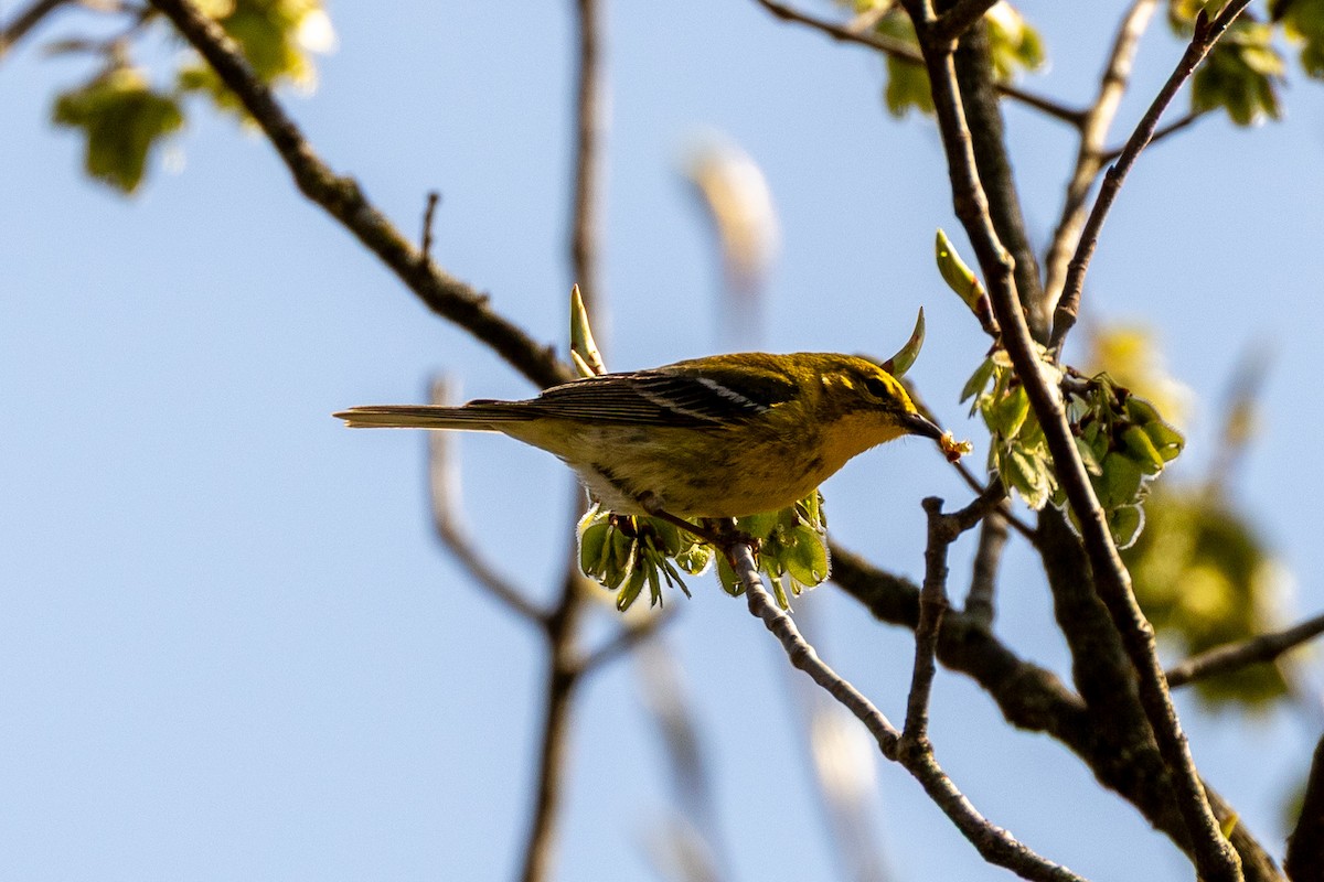 Pine Warbler - ML634956372