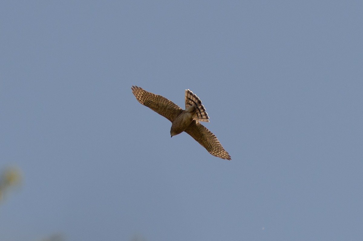 Cooper's Hawk - ML634956452