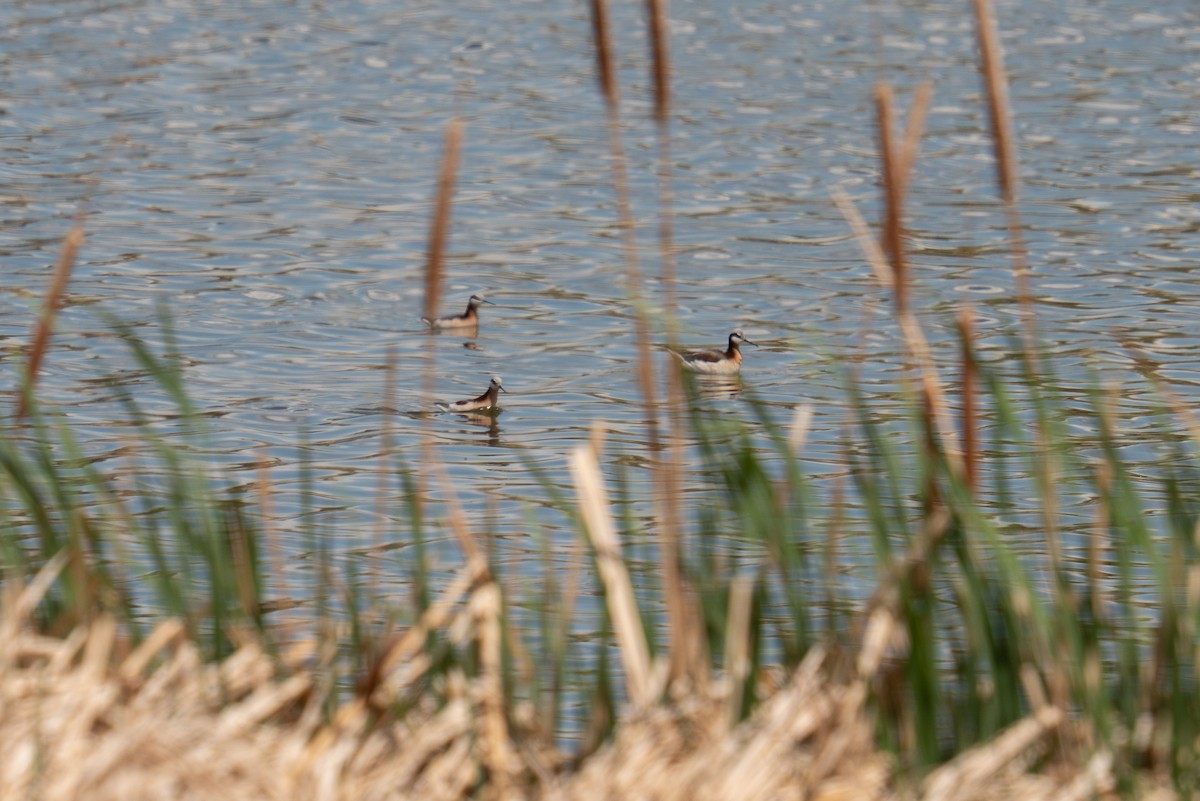 Wilson's Phalarope - ML634956592