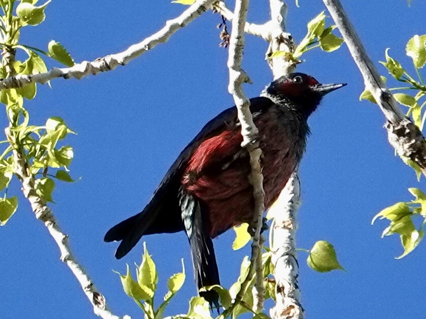 Lewis's Woodpecker - ML634956594