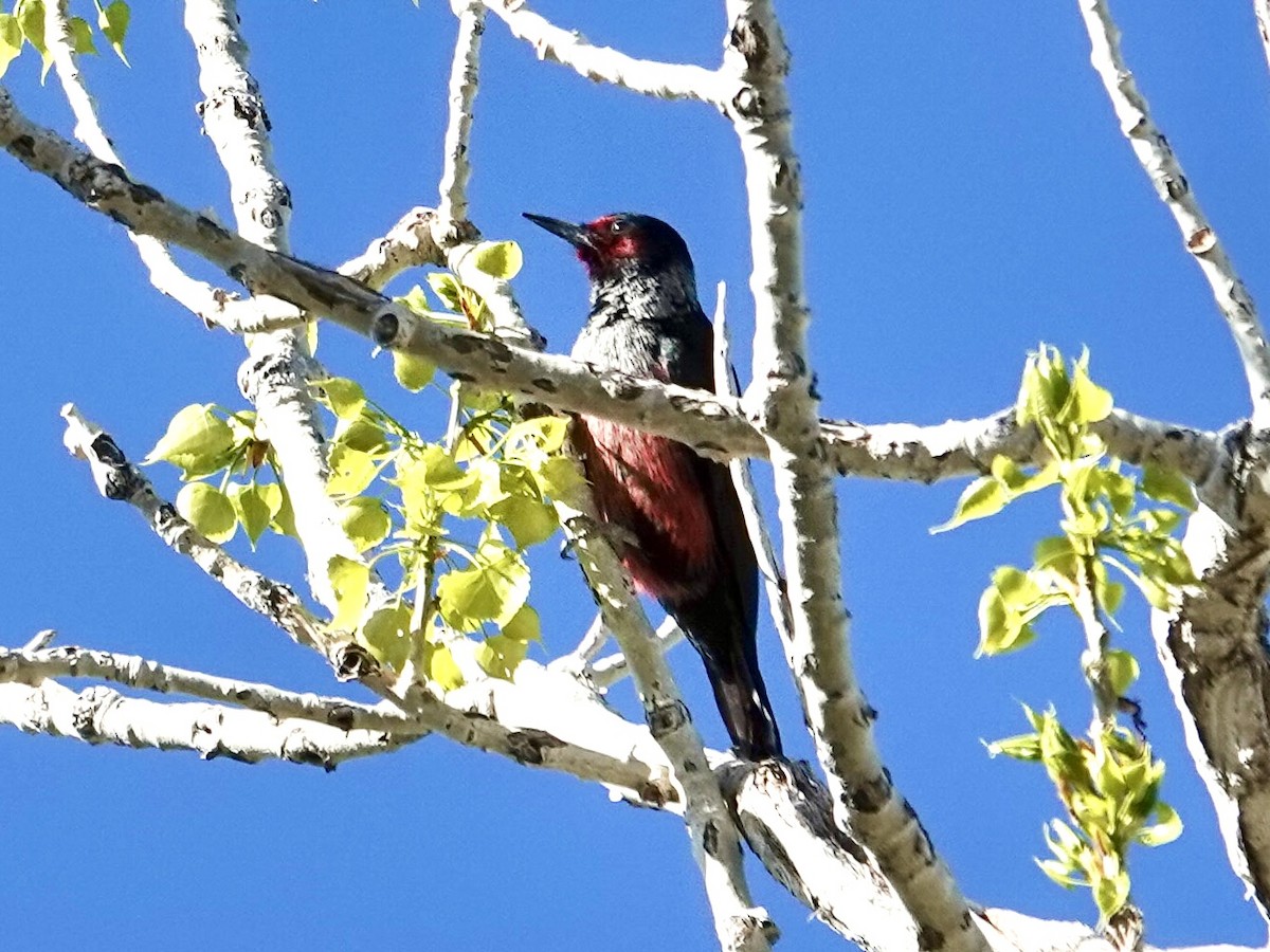 Lewis's Woodpecker - ML634956595