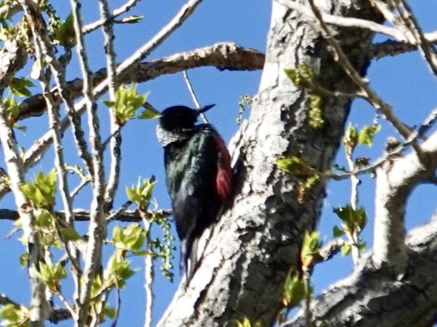 Lewis's Woodpecker - ML634956596