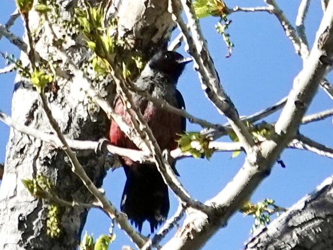 Lewis's Woodpecker - ML634956597