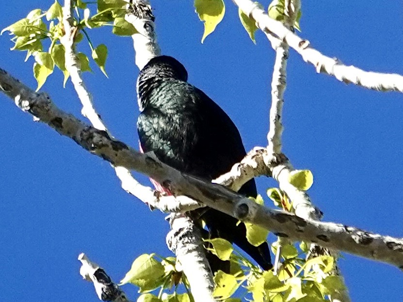 Lewis's Woodpecker - ML634956598