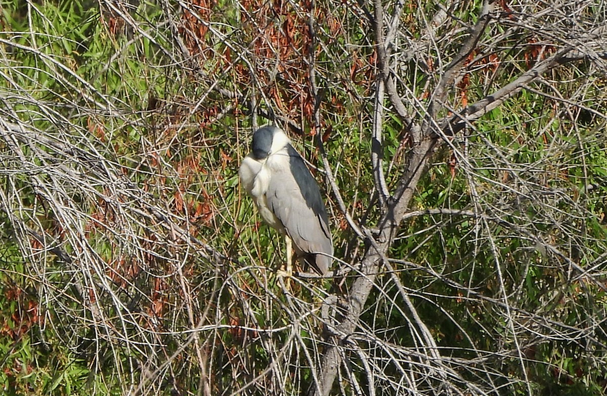 Black-crowned Night Heron - ML634956673