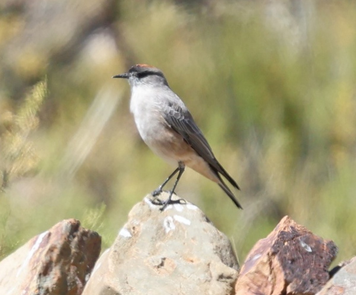Cinnamon-bellied Ground-Tyrant - ML634956698