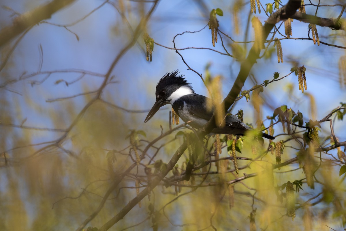 Belted Kingfisher - ML634956783