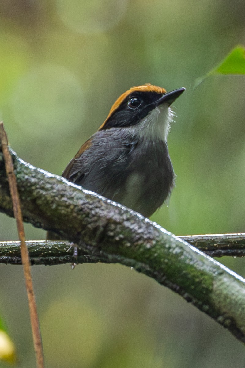 Black-cheeked Gnateater - ML634956786