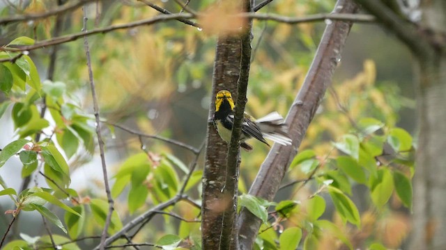 Black-throated Green Warbler - ML634956874