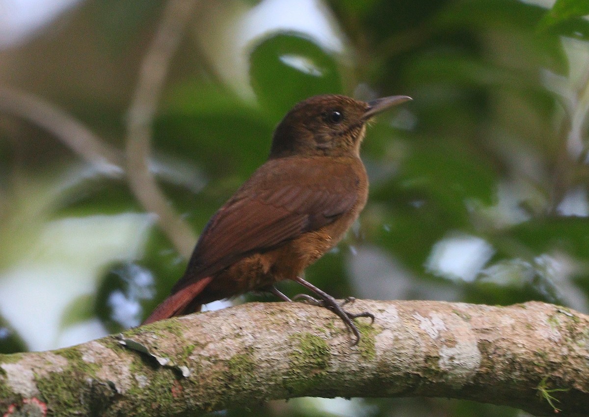 Plain-winged Woodcreeper (Plain-winged) - ML634956940